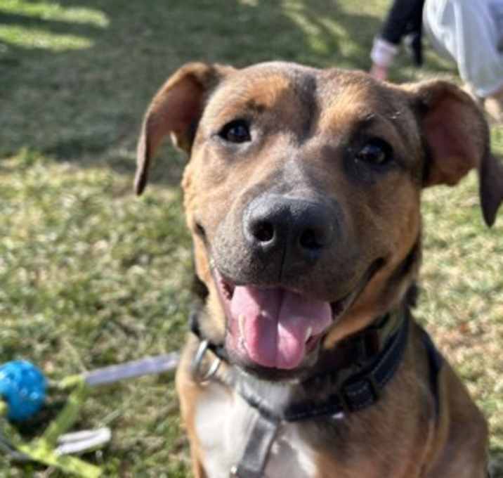 Photo of Trudy - Available in Foster