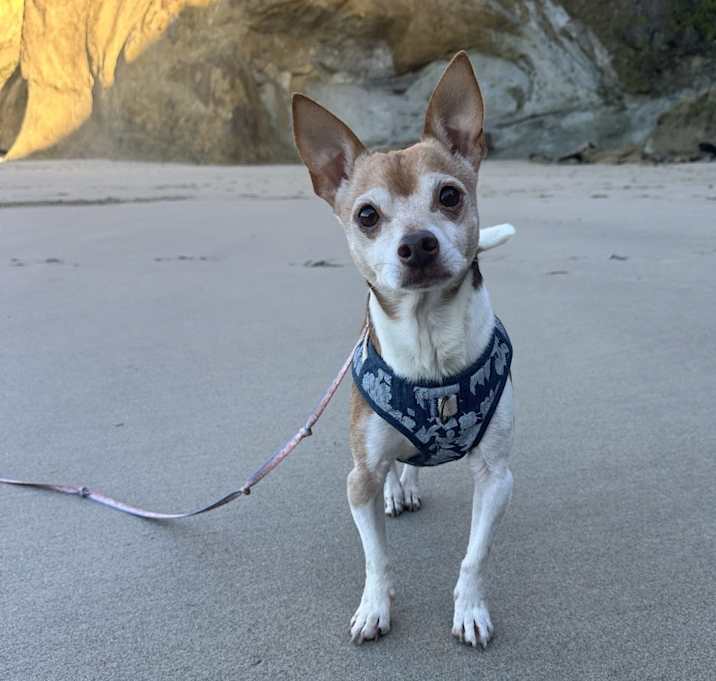 Photo of Chippendale or “chip”