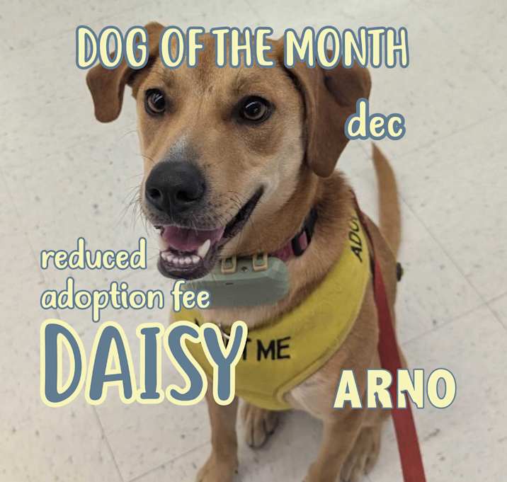 Photo of Daisy (In Foster)