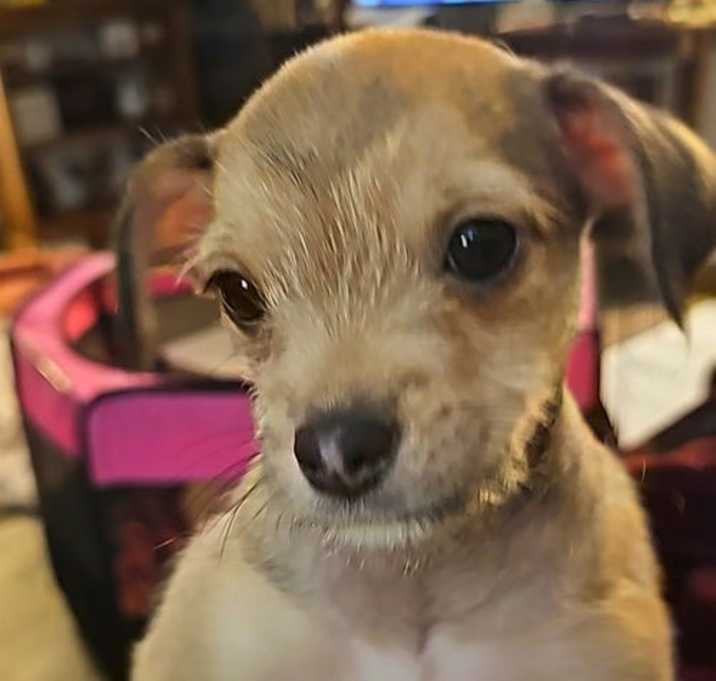 Photo of Ellie, a Chihuahua puppy