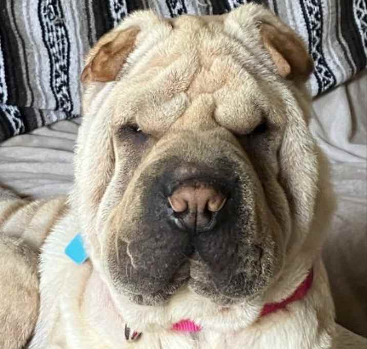 Photo of Honey aka Dolce