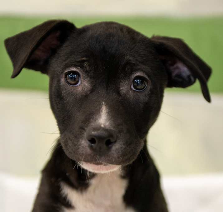 Photo of Mavis Pup #7