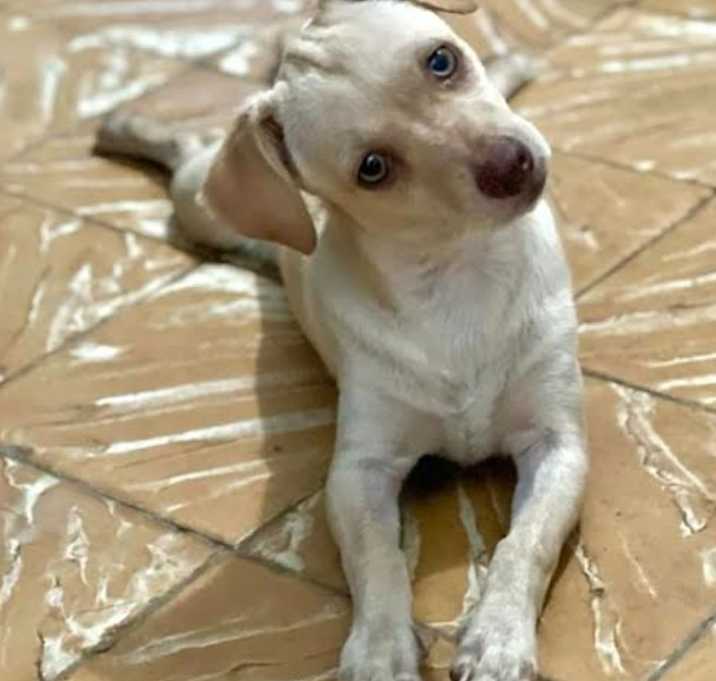 Photo of Maxwell Smart