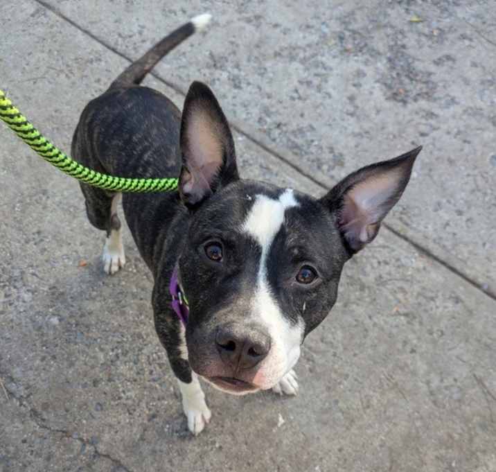 Photo of Rocky Barkboa