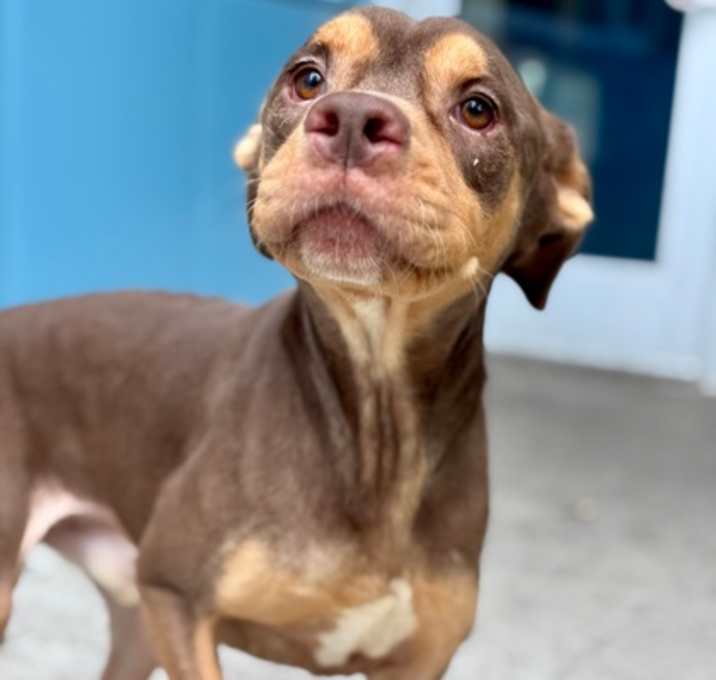 Photo of Sweet Potato