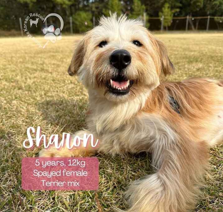 Photo of Sharon-Adopted!