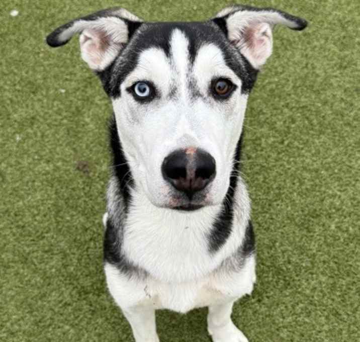 Photo of Henry Lock-ADOPTED