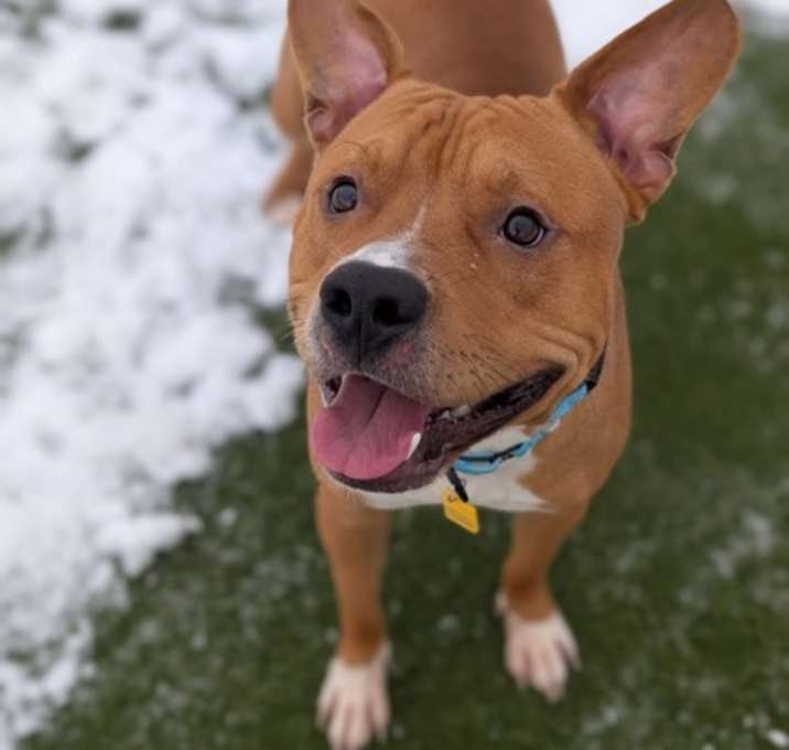 Photo of Ranger VIII 8