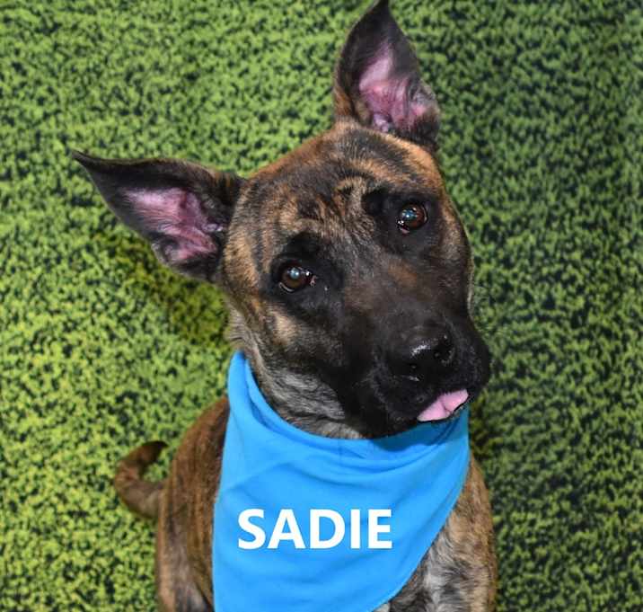 Photo of Sadie