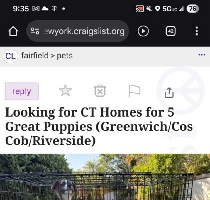 Photo of Five 3 1/2 Month Old Puppies