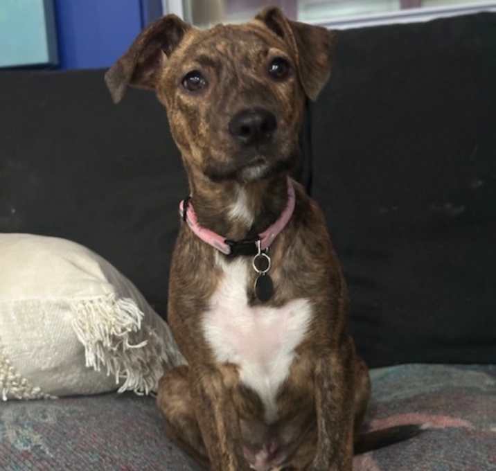 Photo of Chicken Wing