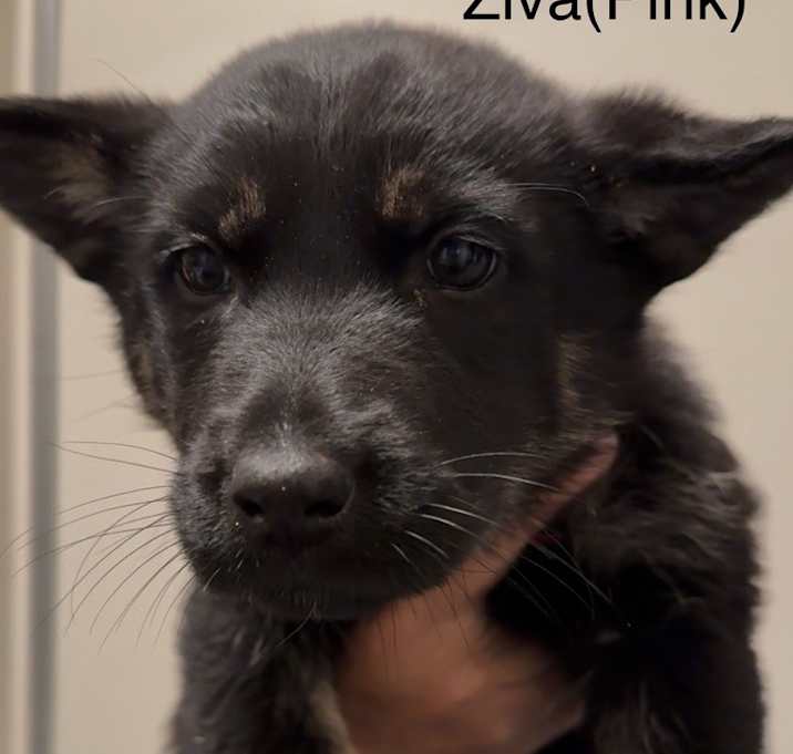 Photo of Puppy Ziva