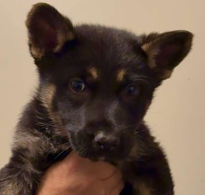 Photo of Puppy Leroy