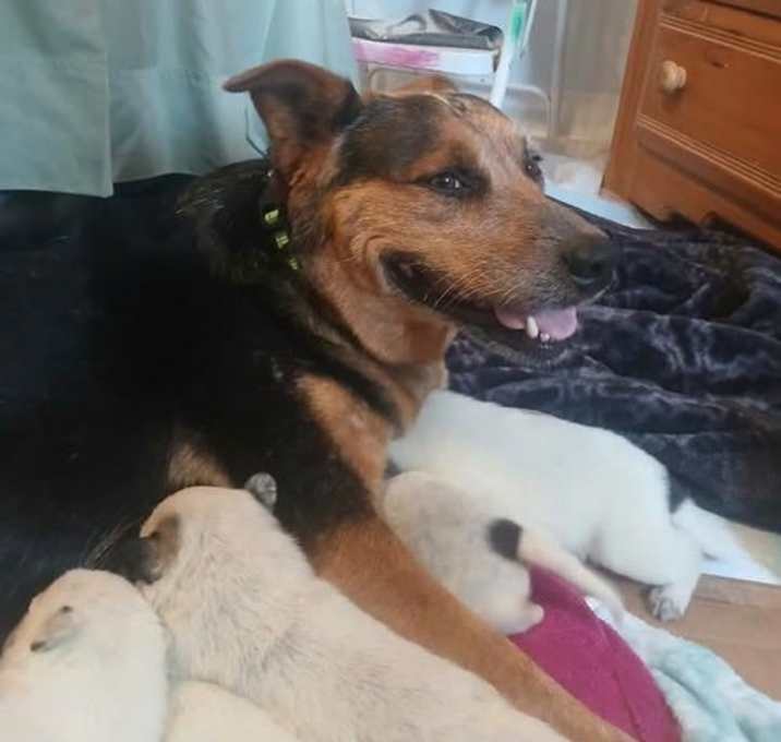 Photo of *Urgent Whelping Home Needed!