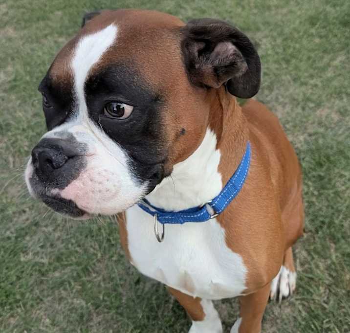 Photo of Brodie-Bonded with little Nugget!