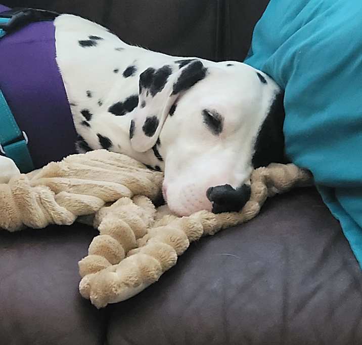 Photo of Lara-Peoria, AZ