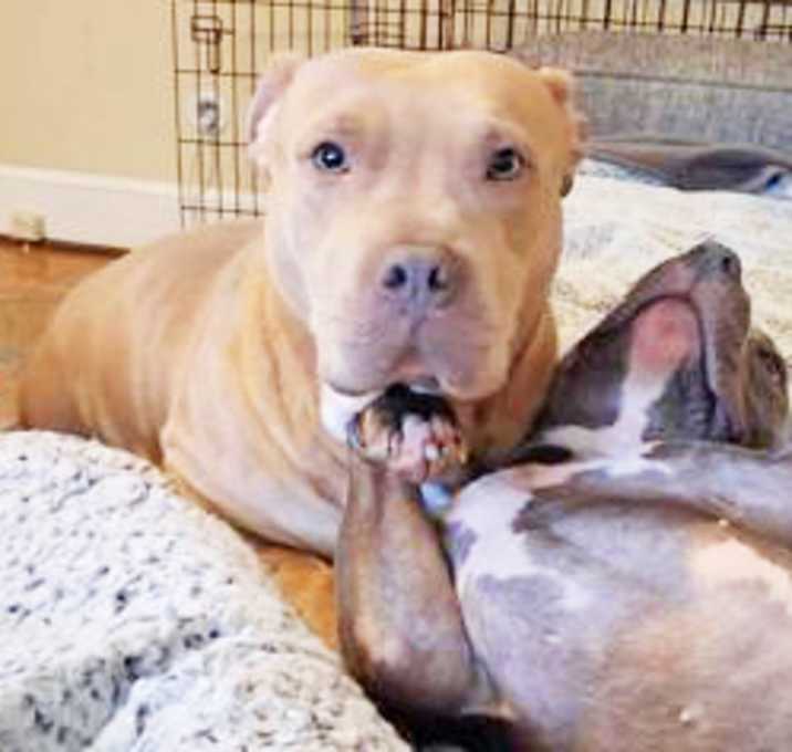 Photo of Big Momma Clementine (IN FOSTE