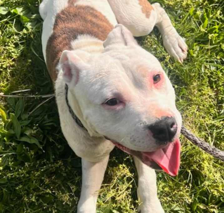 Photo of Pumpkin...Coming Soon