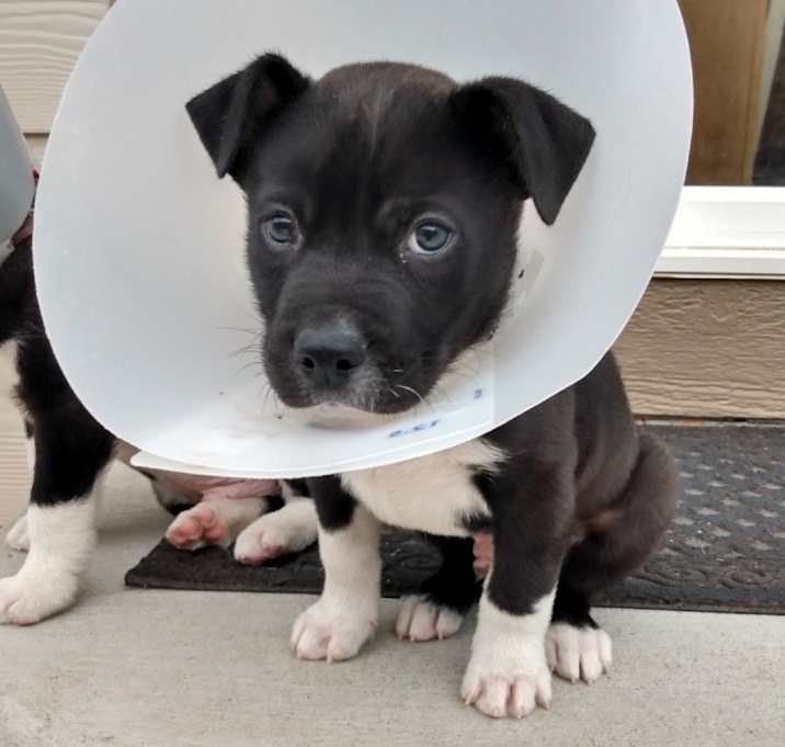 Photo of 806 (2025) Beefcake