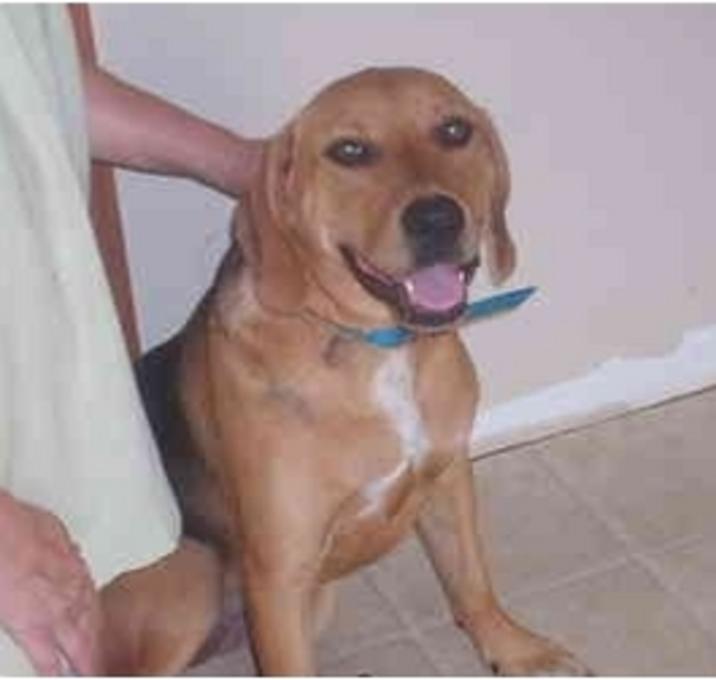 Photo of Dixie