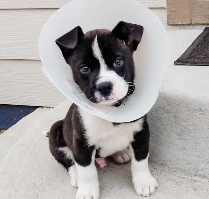 Photo of 807 (2025) T-Bone