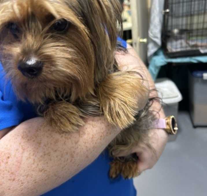 Photo of 25-12-3470 Rusty