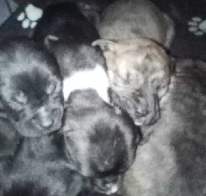 Photo of Stormy Litter-of-Ten