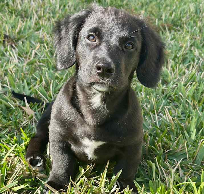 Photo of Peter-Adorable Puppy!