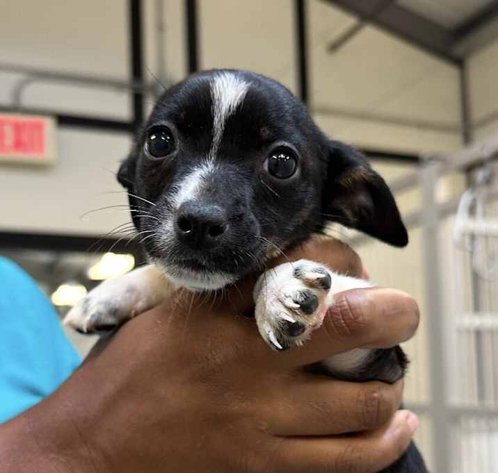 Photo of Babe Sugar Plum