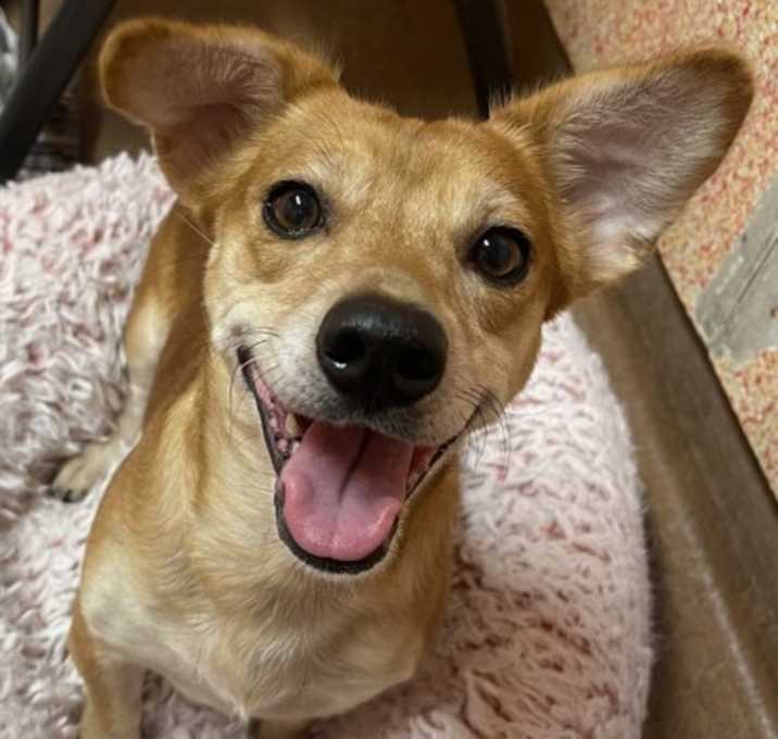 Photo of Diana - PENDING ADOPTION