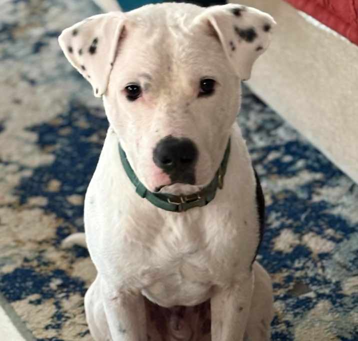 Photo of Snoopy/Chance