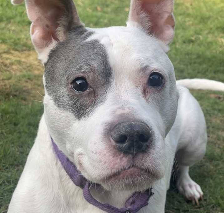 Photo of Adorable Addie