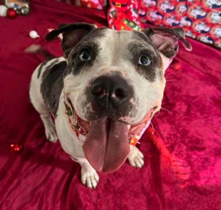 Photo of Blueberry Blu