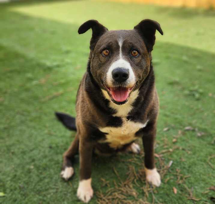 Photo of Oreo Cookie JuM