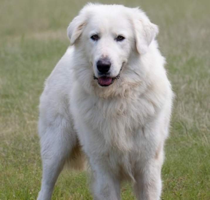 Photo of F25 CM 1355 Bom Bom