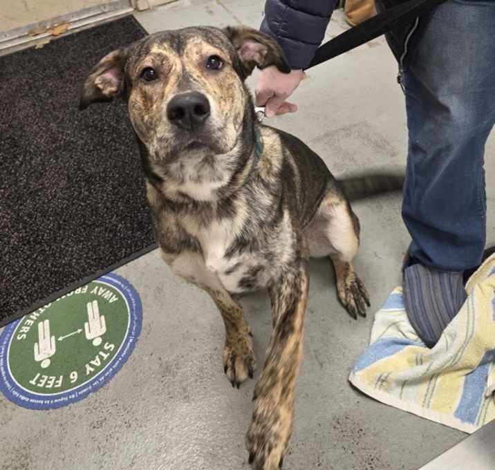 Photo of Graham Cracker