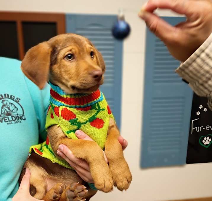 Photo of Silly Putty 