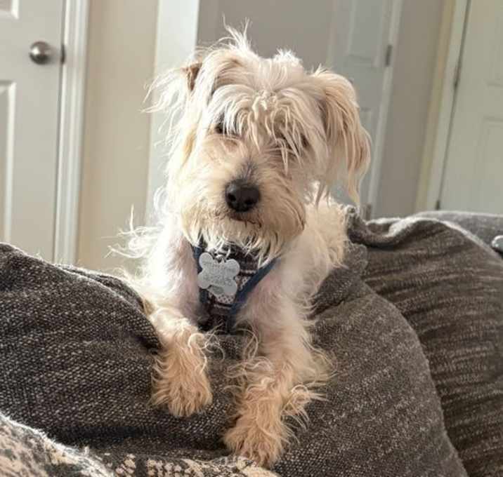 Photo of Otis (poodle-tzu)