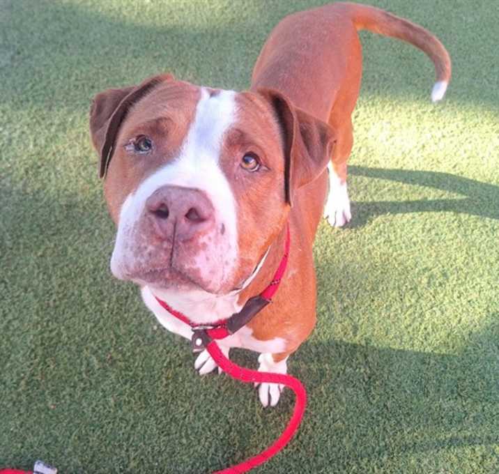 Photo of BUTTERSCOTCH