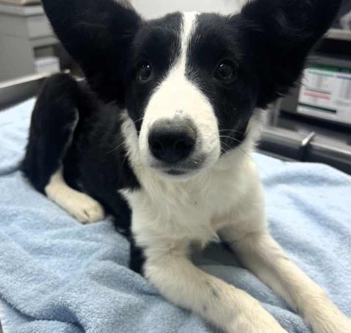 Photo of 161627 Holly