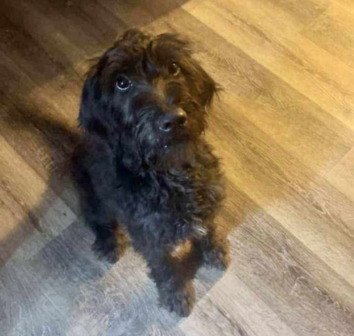 Photo of FOSTER ME - Anakin