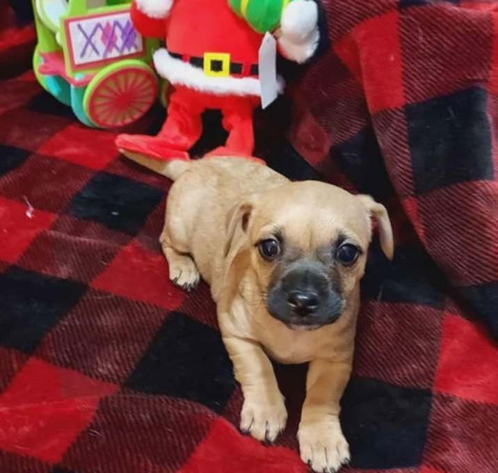 Photo of Fiona, a Cairn Terrier mix puppy