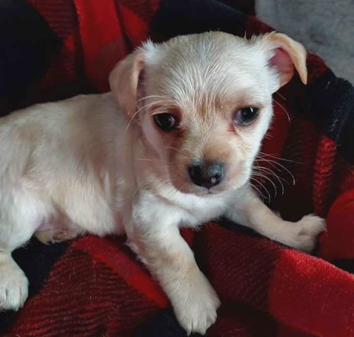 Photo of Pearla, a female Cairn terrier mix puppy