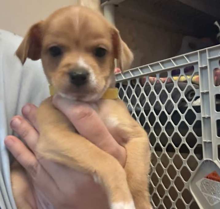 Photo of Yellow Chi baby