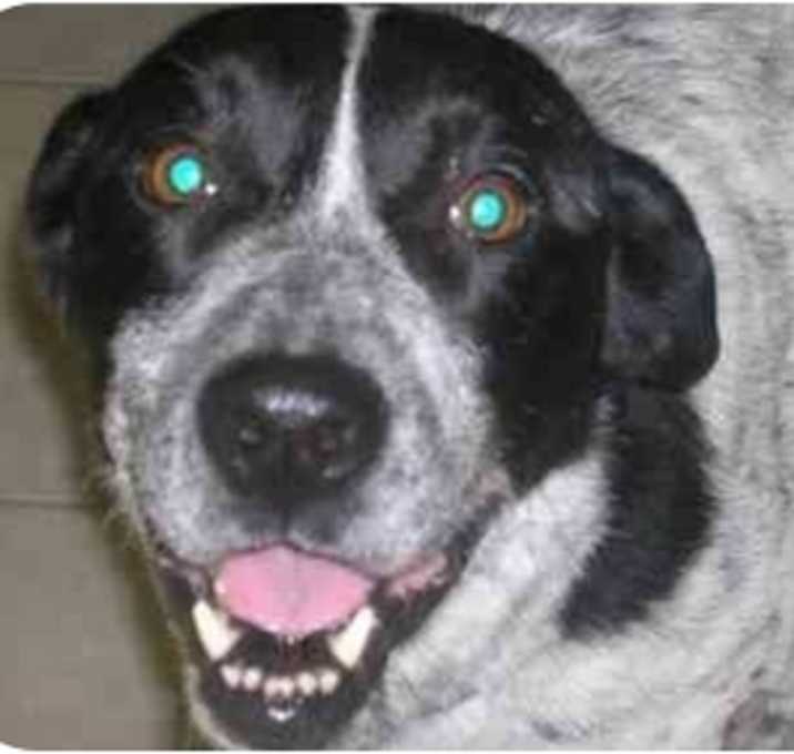 Photo of Lucky