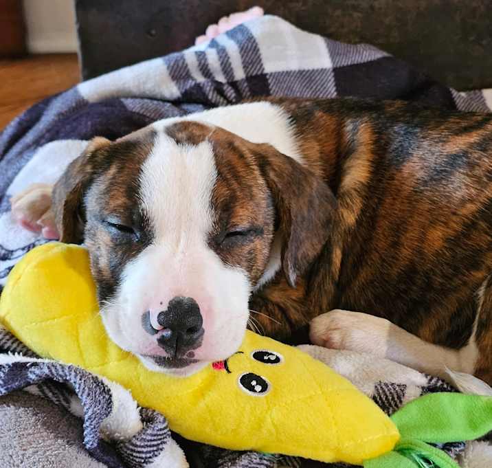 Photo of Ryder~adopted!