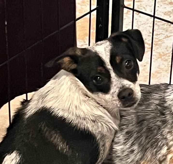 Photo of Stella *adoption pending*