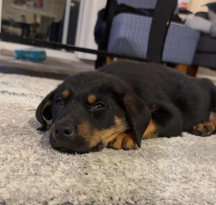 Photo of Jack Skellington