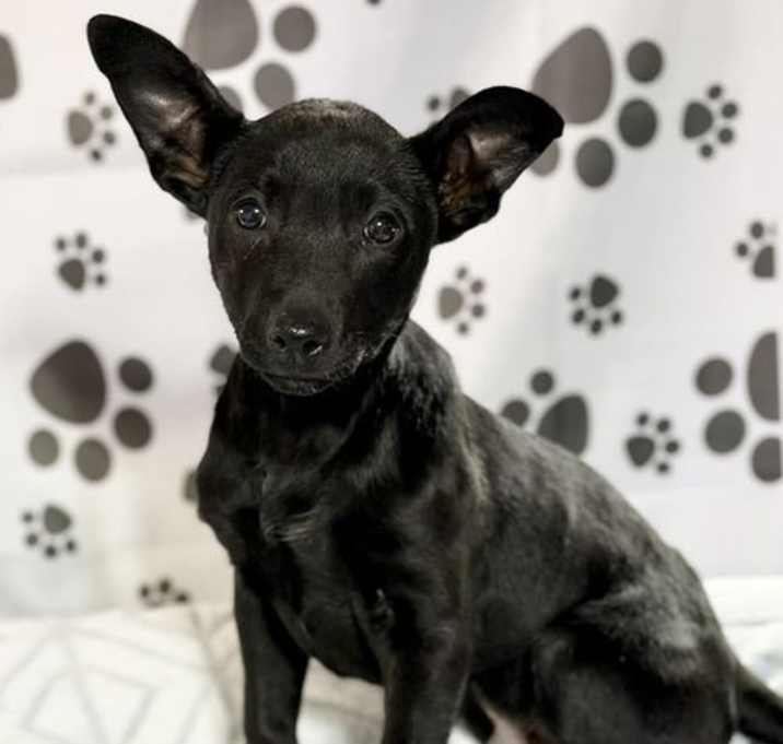 Photo of Denver (NY-Lia)