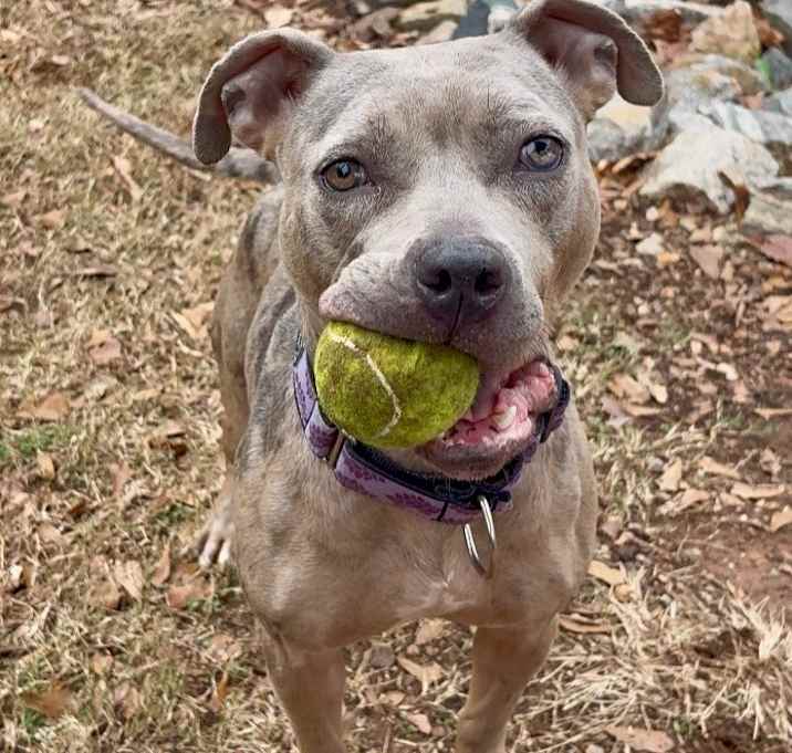 Photo of Juno Summer 21925